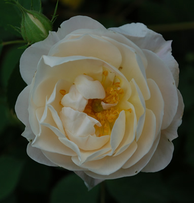 El_Ariana_0016_49469.jpg