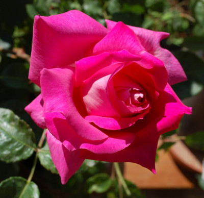 Eden_Rose_50_0016_49512.jpg