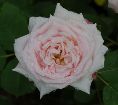 Elisa_Boelle_0016_51320.jpg