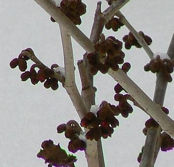 Hamamelis_100213.jpg