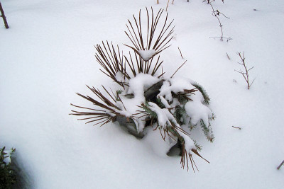 trachycarpus_wagnerianus_2010.jpg