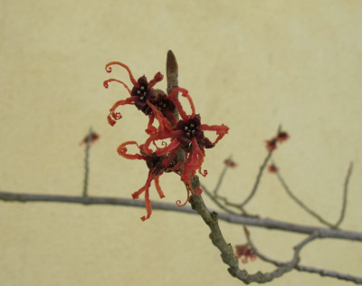 Hamamelis_ue.jpg