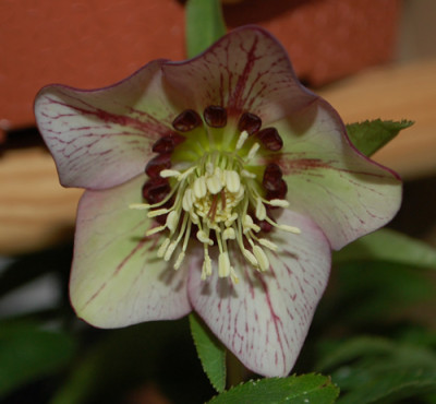 Dunkle_Nektarien__0010__2829.jpg