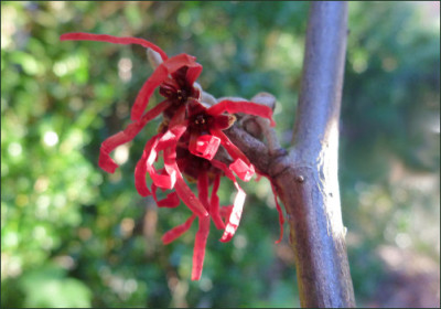 Hamamelis_Livia.jpg