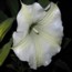 Datura_Sept.jpg