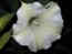 Datura_Sept_444.jpg