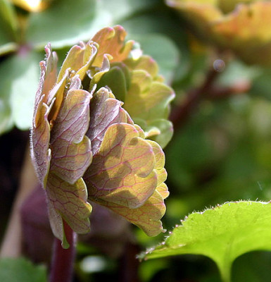 Aquilegia_8_3.jpg