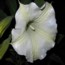 datura_avatar.jpg