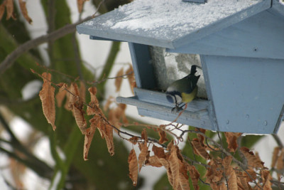 IMG_4251.jpg