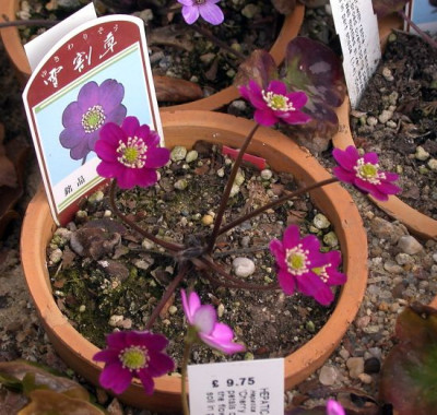 DSCN4050002.jpg
