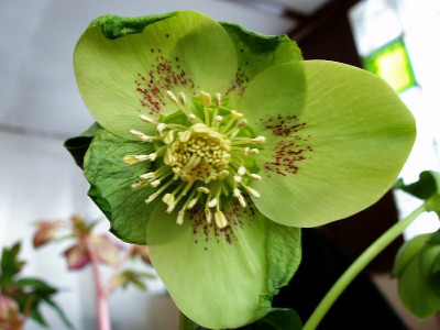 ashwood2010_zg_green.jpg