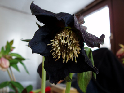 ashwood2010_zg_black_frost-dried.jpg