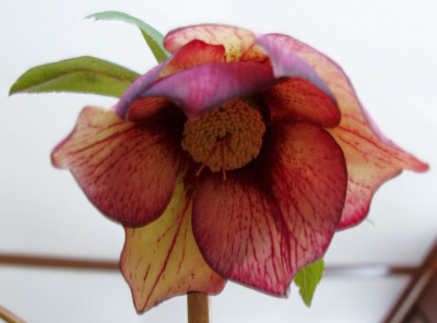 ashwood2010_zg_cf_peach-apricot_streaked.jpg