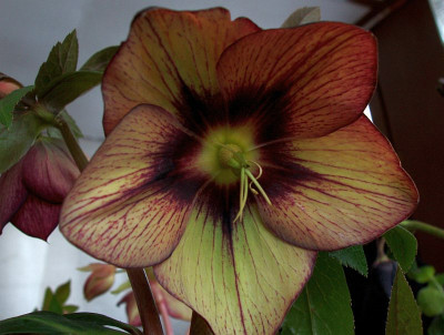 ashwood2010_zg_cf_peach-apricot_streaked_alt.jpg
