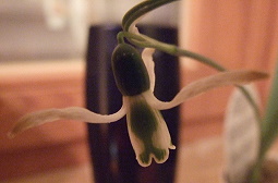 Galanthus101.jpg