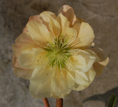 Mutation_Niger_0010__2858.jpg