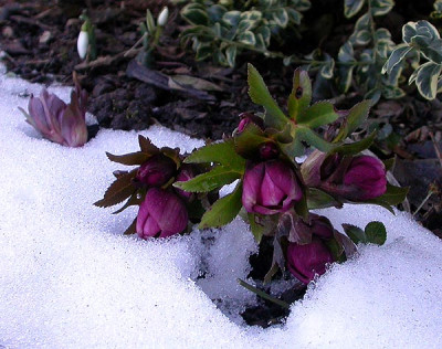 Helleborus_weinrot_16.2.10.jpg
