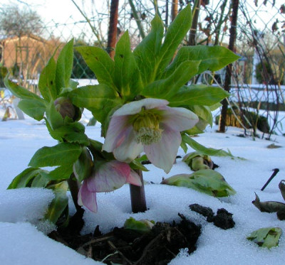 Helleborus_hellrosa_16.2.10.jpg