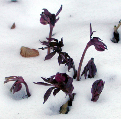 Helleborus_dunkelrot_16.2.10.jpg