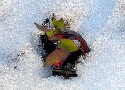 Helleborus_rot_16.2.10.jpg