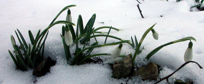Schneeglockchen_16.2.10.jpg