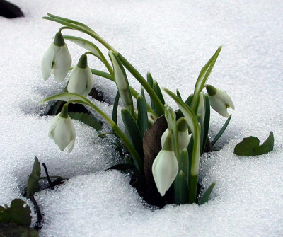 Schneeglockchen_gefullt_16.2.10.jpg