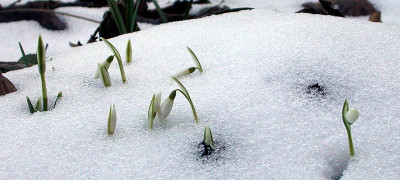 Schneeglocken_Bergarbeiter_16.2.10.jpg