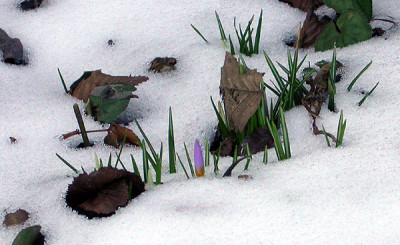 Crocus_16.2.10.jpg