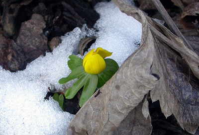Winterling_16.2.20.jpg