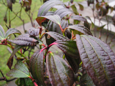 DSCN2275.jpg