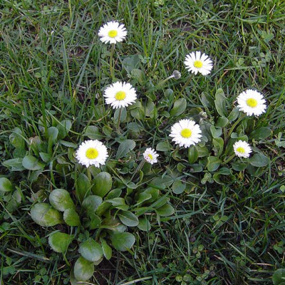 Bellis-1.jpg
