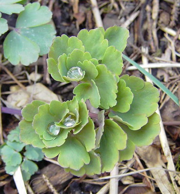 Aquilegia_Tropfen.jpg