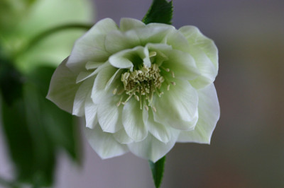 Helloborus2810.jpg