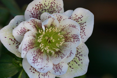 Helleborus3409b.jpg