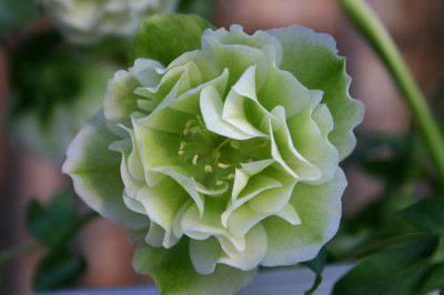 Helleborus1909b.jpg