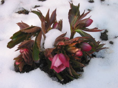 Helleborus_Saemling_dunkelrosa_sp_10.jpg