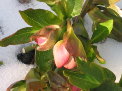 Helleborus_rosa_gefuellt_Feb_10.jpg