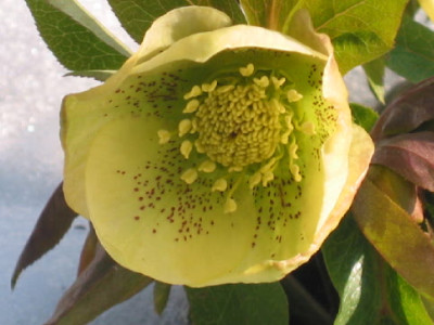 Helleborus_gelb_Puenktchen_16_Feb_10.jpg