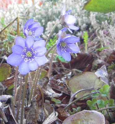 Hepatica-1.jpg