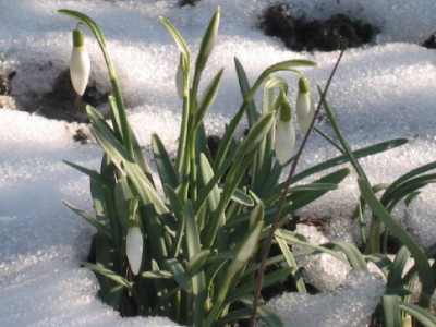 Schneegloeckchen_kleiner_Tuff_16_Feb_10.jpg