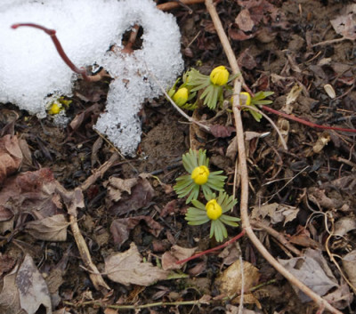Winterlinge_0010__2896.jpg