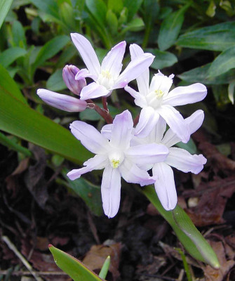 Chionodoxa_luciliae_Pink_Giant-3.jpg