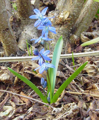 Chionodoxa_forbessii-3.jpg