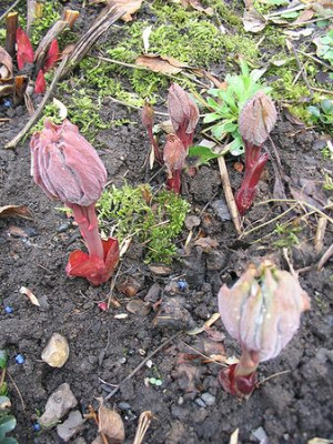 Paeonia_mascula.jpg