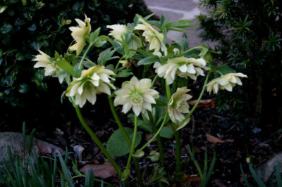 Helleborus1307a.jpg