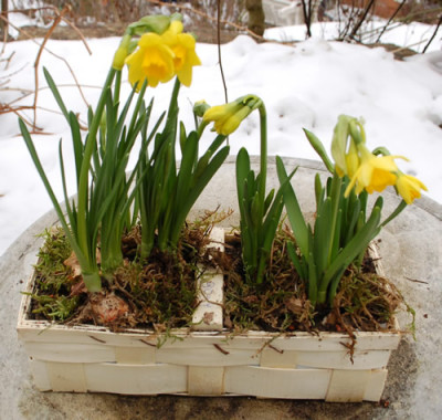 Fruehlingsgruss_0010__2894.jpg