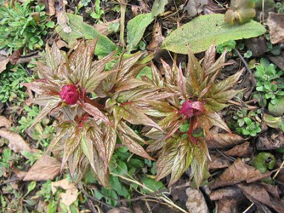 Paeonia_mairei.jpg