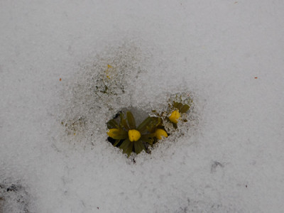 Winterlinge_zwei_0010__2911.jpg