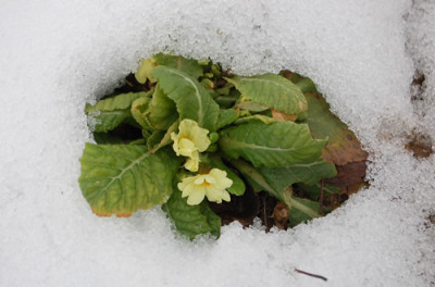 Primula_0010__2910.jpg