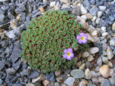 Dionysia.jpg